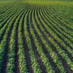 Top 5 inovatii in agricultura