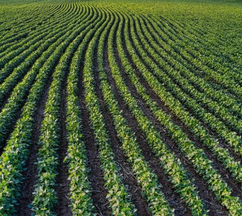 Top 5 inovatii in agricultura sustenabila