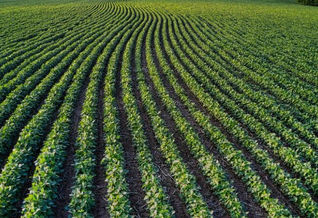 Top 5 inovatii in agricultura sustenabila