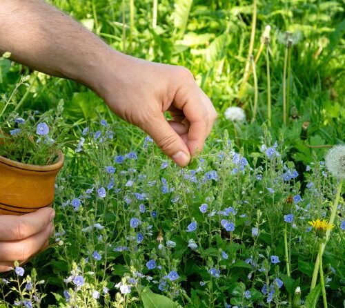 Ghid complet pentru cultivarea plantelor medicinale