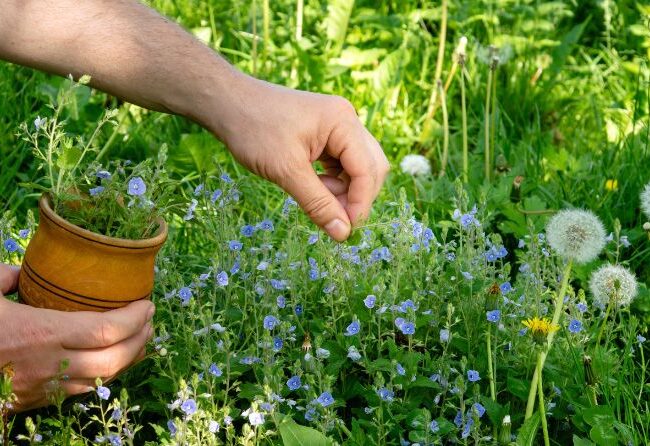 Ghid complet pentru cultivarea plantelor medicinale