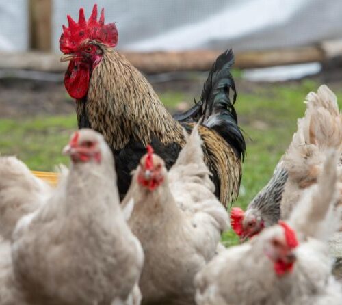 Cresterea animalelor in sistem extensiv versus intensiv: avantaje si dezavantaje