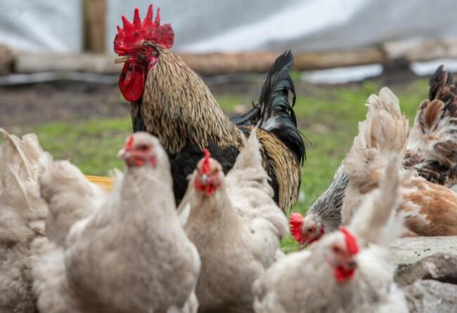 Cresterea animalelor in sistem extensiv versus intensiv: avantaje si dezavantaje
