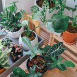 Plante care purifica aerul: cum sa iti transformi casa intr-un spatiu mai sanatos
