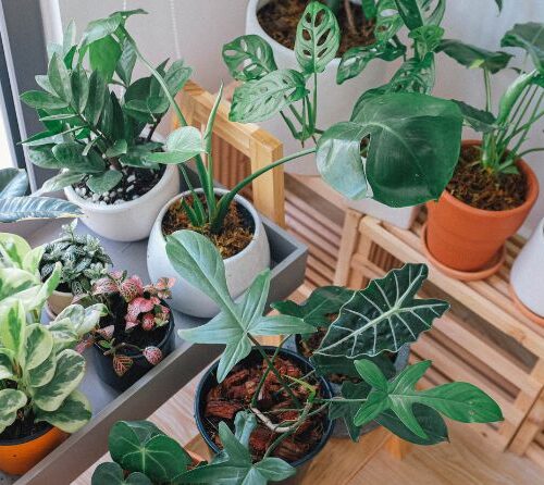 Plante care purifica aerul: cum sa iti transformi casa intr-un spatiu mai sanatos