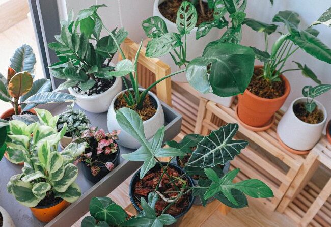 Plante care purifica aerul: cum sa iti transformi casa intr-un spatiu mai sanatos